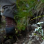 Blühendes Edelweiss