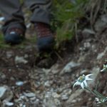 Blühendes Edelweiss