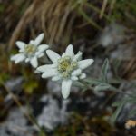 Edelweiss in den Brenta Dolomiten