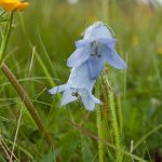 Glockenblume Wanderung Col di Lana