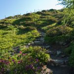 Almrosen im Hirzergebiet