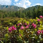 Almrosen im Passeiertal