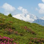 Almrosen und Blick auf die Marmolada