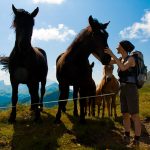 Pferd bei der Wanderung Col di Lana