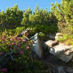 Almrosen beim Wandern in Südtirols Süden