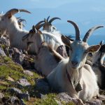 Ziegen bei der Wanderung zum Schwarzhorn