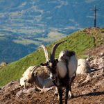 Ziegen bei der Wanderung zum Schwarzhorn