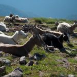 Ziegen bei der Wanderung zum Schwarzhorn