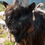 Ziegen bei der Wanderung zum Schwarzhorn