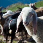 Ziegen bei der Wanderung zum Schwarzhorn