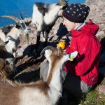 Ziegen bei der Wanderung zum Schwarzhorn