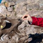 Ziegen bei der Wanderung zum Schwarzhorn