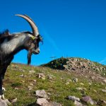 Ziegen bei der Wanderung zum Schwarzhorn