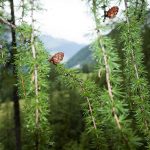 Wanderung Uina Schlucht