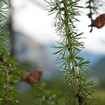 Wanderung Uina Schlucht