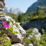 Bartnelke am Valparolapass