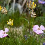 Flora der Brenta Dolomiten