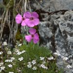 Flora der Brenta Dolomiten