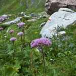 Flora der Brenta Dolomiten