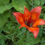 Flora der Brenta Dolomiten