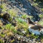 Schneehuhn bei der Wanderung Col di Lana