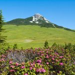 Almrosen mit Weisshorn im Hintergrund