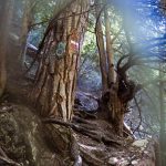 Wald im Burrone Klettersteig