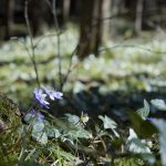 20110320 Fruehlingstal 01.jpg