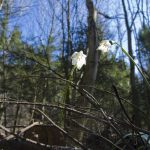 20110320 Fruehlingstal 03.jpg