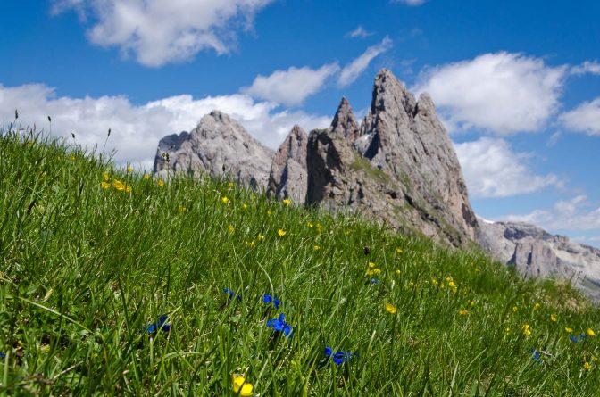 Enzian und Trollblumen vor den Geislerspitzen auf der Seceda