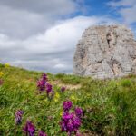 Torre Grande hinter Blumen