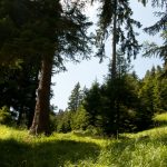 20110710 Laugenalm 003.jpg