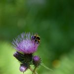 20110710 Laugenalm 005.jpg