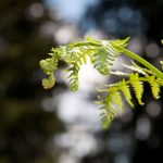 20110710 Laugenalm 006.jpg