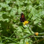 20110710 Laugenalm 007.jpg