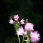 20110710 Laugenalm 008.jpg