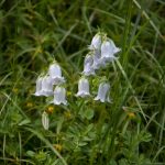 20110710 Laugenalm 009.jpg