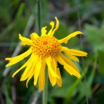 20110710 Laugenalm 020.jpg