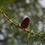 20110710 Laugenalm 023.jpg