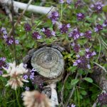 20110710 Laugenalm 025.jpg