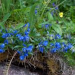 20110710 Laugenalm 026.jpg