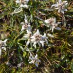 Edelweiss 01