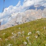 Edelweiss Cristallo 01