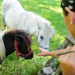 Ponys am Antholzer See 01.jpg