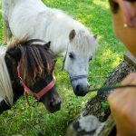 Ponys am Antholzer See 03.jpg