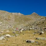 Schafherde am Fuß der Laaser Spitze