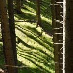 Wald im Gsiesertal.jpg