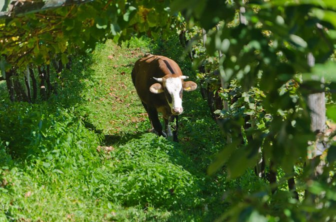 In Montigl einer Fraktion von Terlan grasen die Kühe im Weinberg.