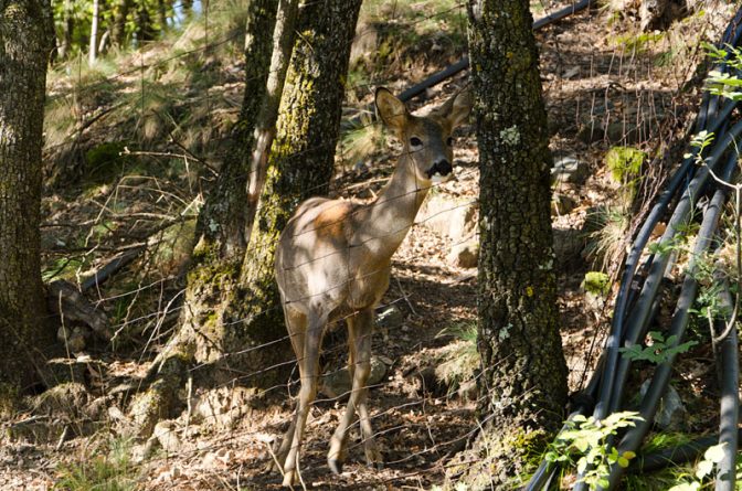 Neugieriges Reh hinterm Wildzaun.