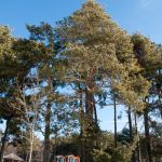 Waldspielplatz